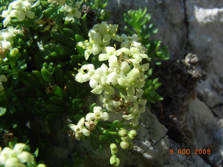 Galium magellense / Caglio della Majella